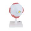 3B Scientific F12 Eye 5 times full-size 8-part w/ Eyelid and Lachrymal System - 3B Smart Anatomy - Image 3
