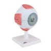 3B Scientific F12 Eye 5 times full-size 8-part w/ Eyelid and Lachrymal System - 3B Smart Anatomy