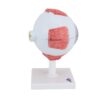 3B Scientific F12 Eye 5 times full-size 8-part w/ Eyelid and Lachrymal System - 3B Smart Anatomy - Image 2