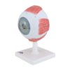 3B Scientific F12 Eye 5 times full-size 8-part w/ Eyelid and Lachrymal System - 3B Smart Anatomy - Image 5