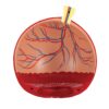3B Scientific F12 Eye 5 times full-size 8-part w/ Eyelid and Lachrymal System - 3B Smart Anatomy - Image 7