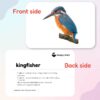 hungry brain Flash Cards for Babies and Infants for Early Learning & Stimulation l 3 Months to 3 Years l Easy & Fun Way to Learn Birds with Real Images for Memory & Brain Development