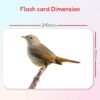 hungry brain Flash Cards for Babies and Infants for Early Learning & Stimulation l 3 Months to 3 Years l Easy & Fun Way to Learn Birds with Real Images for Memory & Brain Development - Image 4