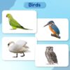 hungry brain Flash Cards for Babies and Infants for Early Learning & Stimulation l 3 Months to 3 Years l Easy & Fun Way to Learn Birds with Real Images for Memory & Brain Development - Image 2