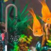 PetzLifeworld Aquarium Fish Tank Black Water Refilling J Pipe with ON- Off Knob Suitable - Image 7